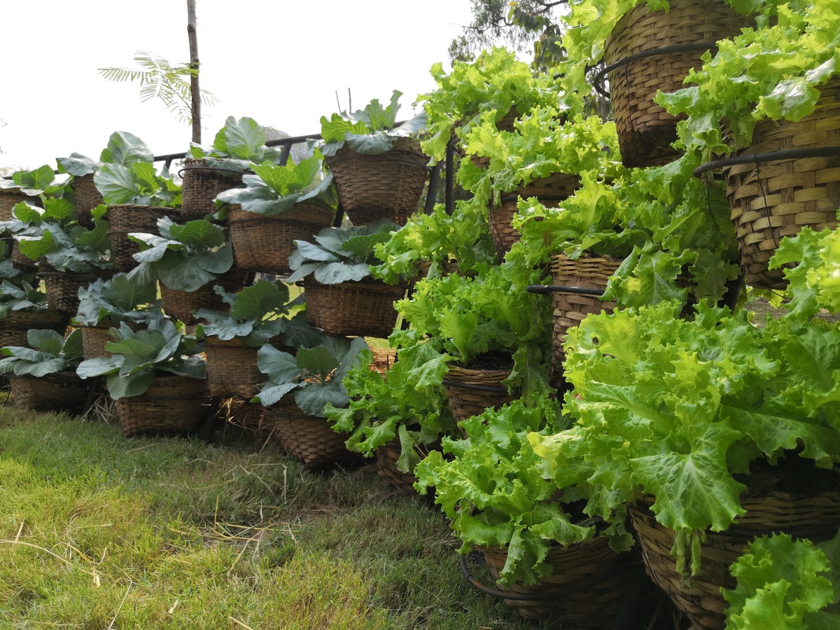 Vários vegetais em uma horta vertical
