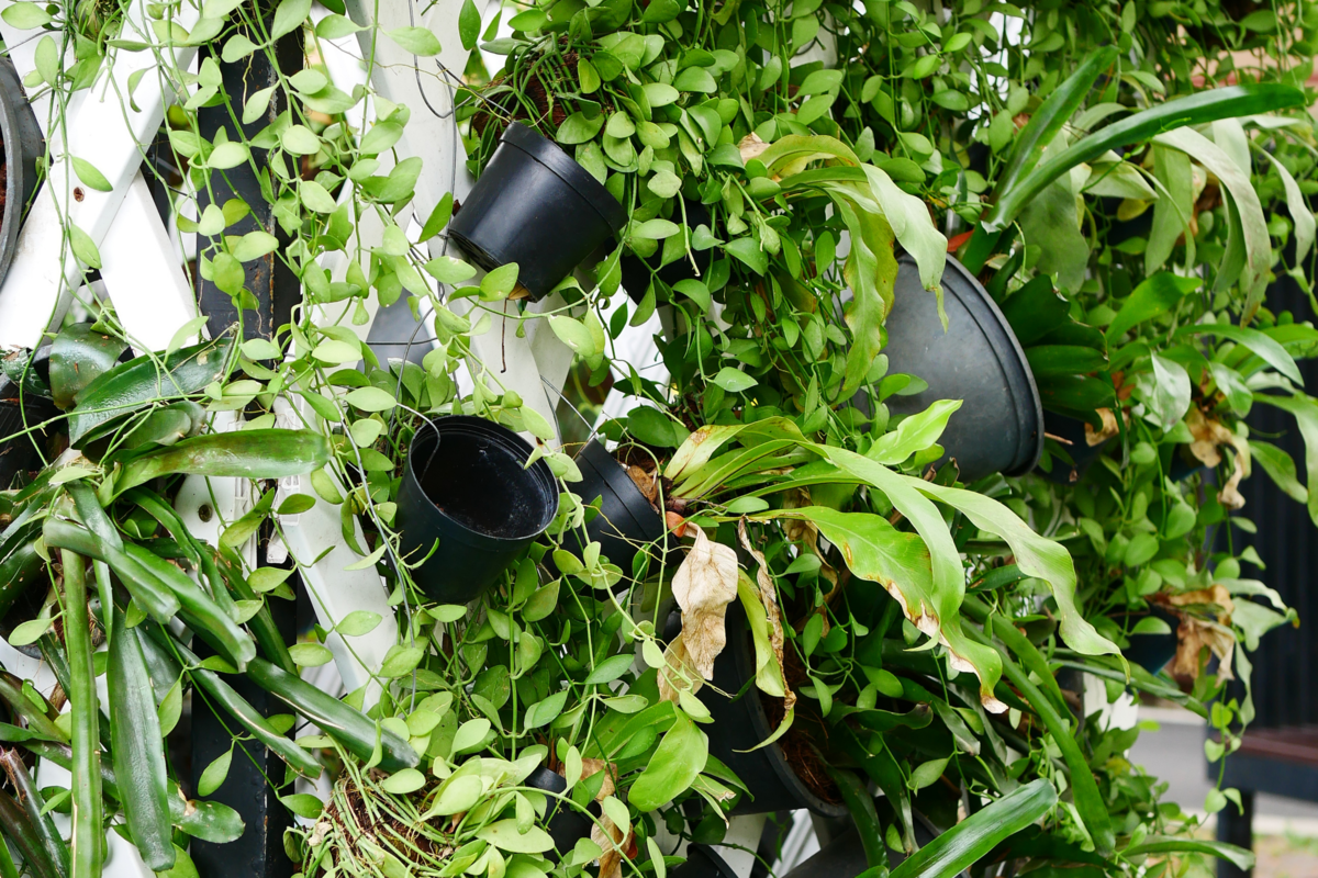 Vários vasos suspensos na parede em uma horta vertical