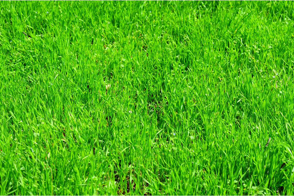 Jardim com grama esmeralda super verde.
