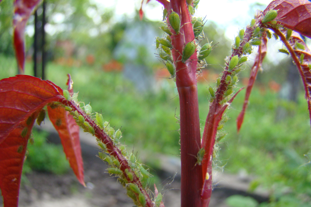 Planta com folhagens vermelhas cheio de pulgões.