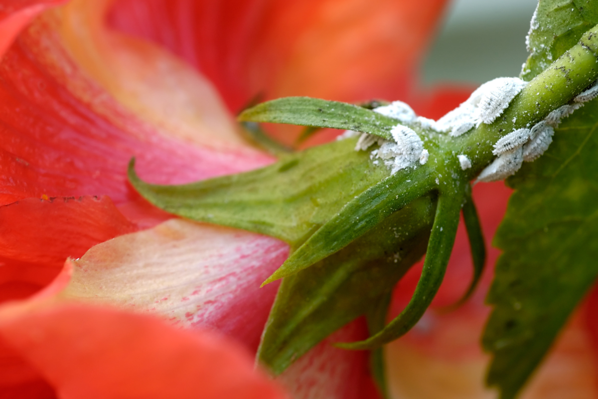 Pulgões brancos em uma flor de hibisco.