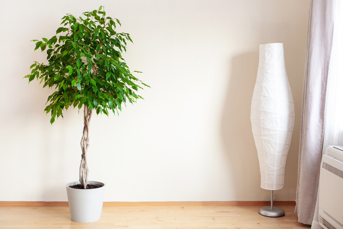 Vaso com Ficus benjamina