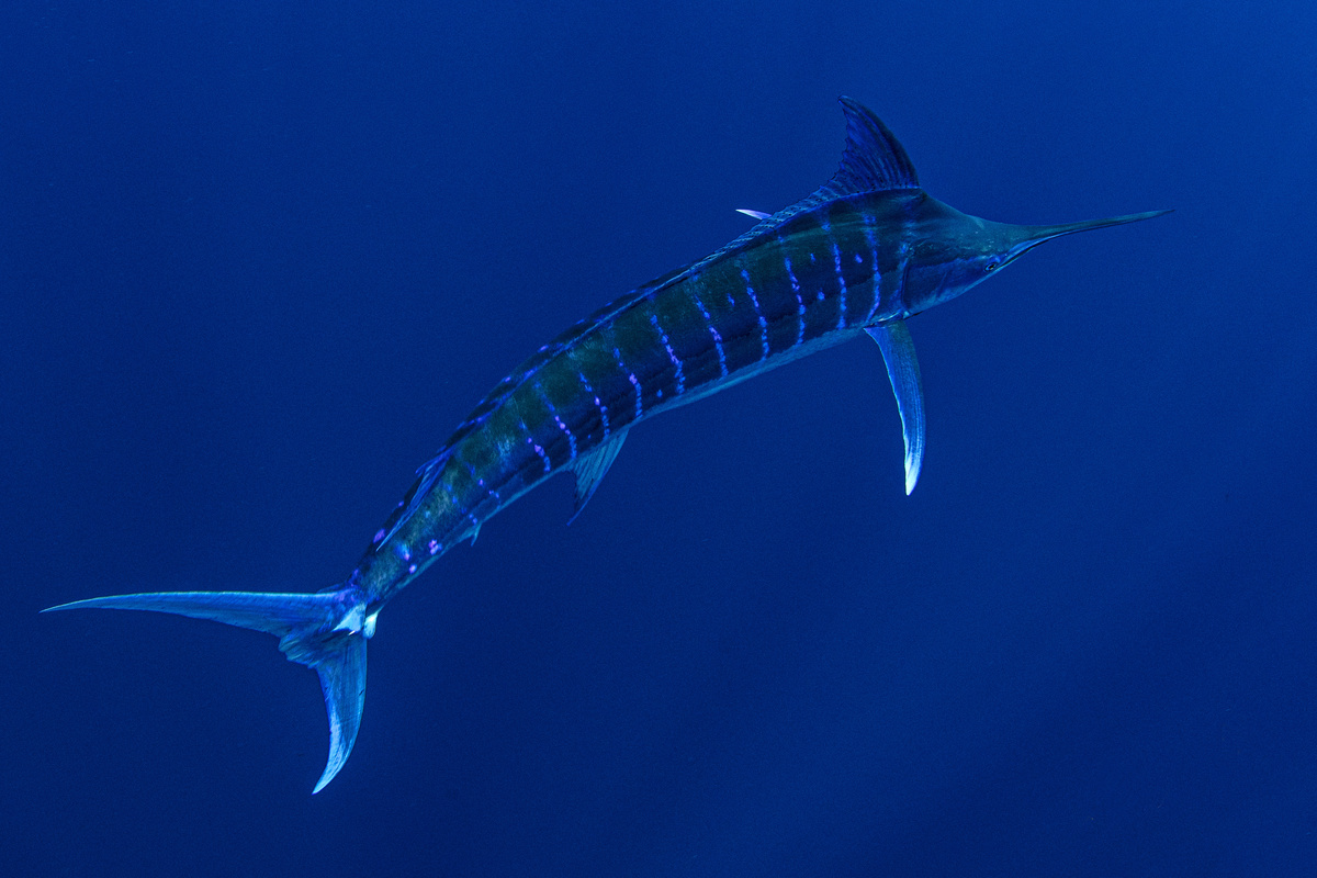 Um lindo marlim-azul nadando no mar e com escamas brilhantes