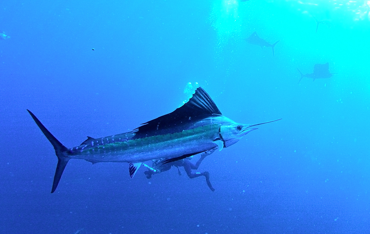 Um agulhão-vela nadando em um mar azul
