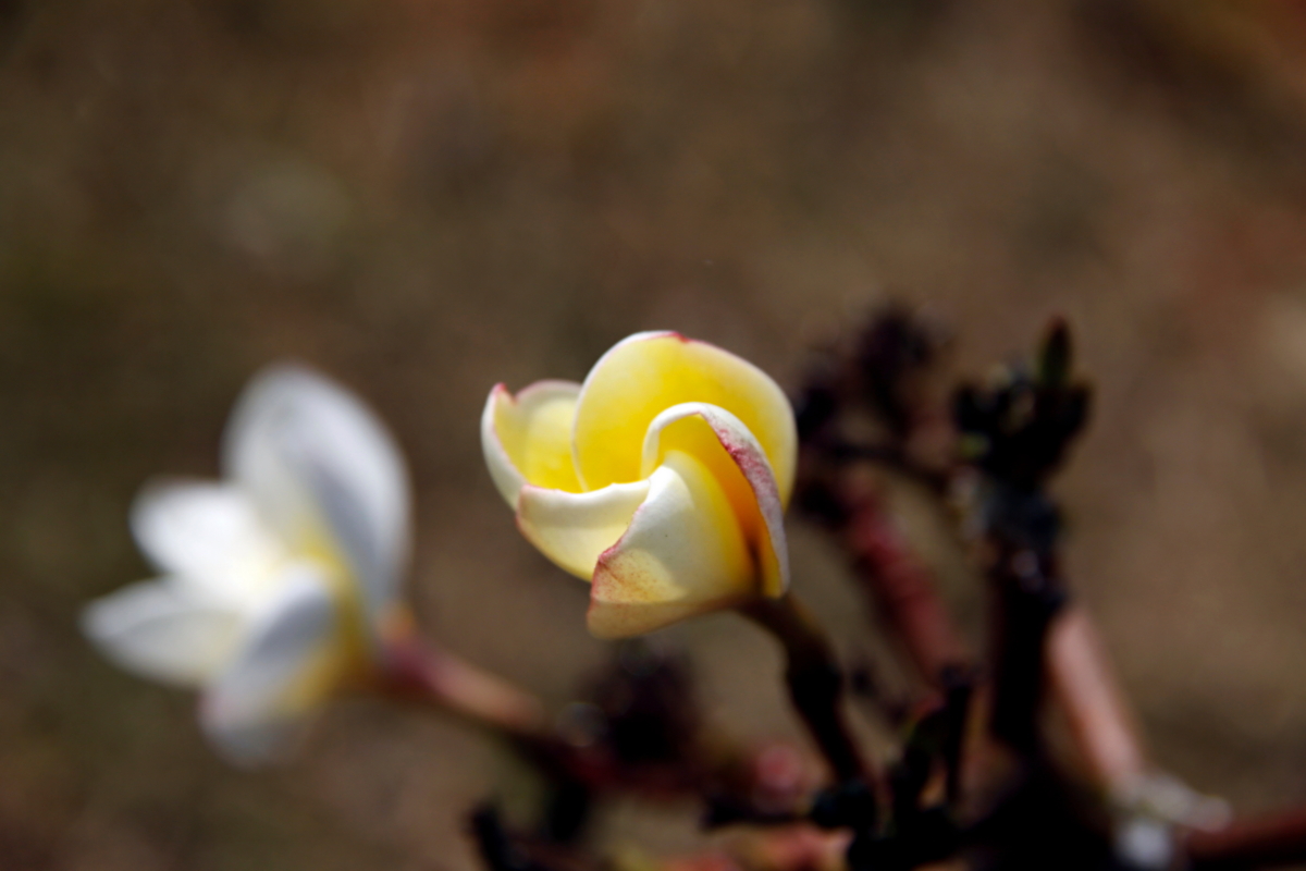 Close up em flor de jasmim manga branca e amarela desabrochando