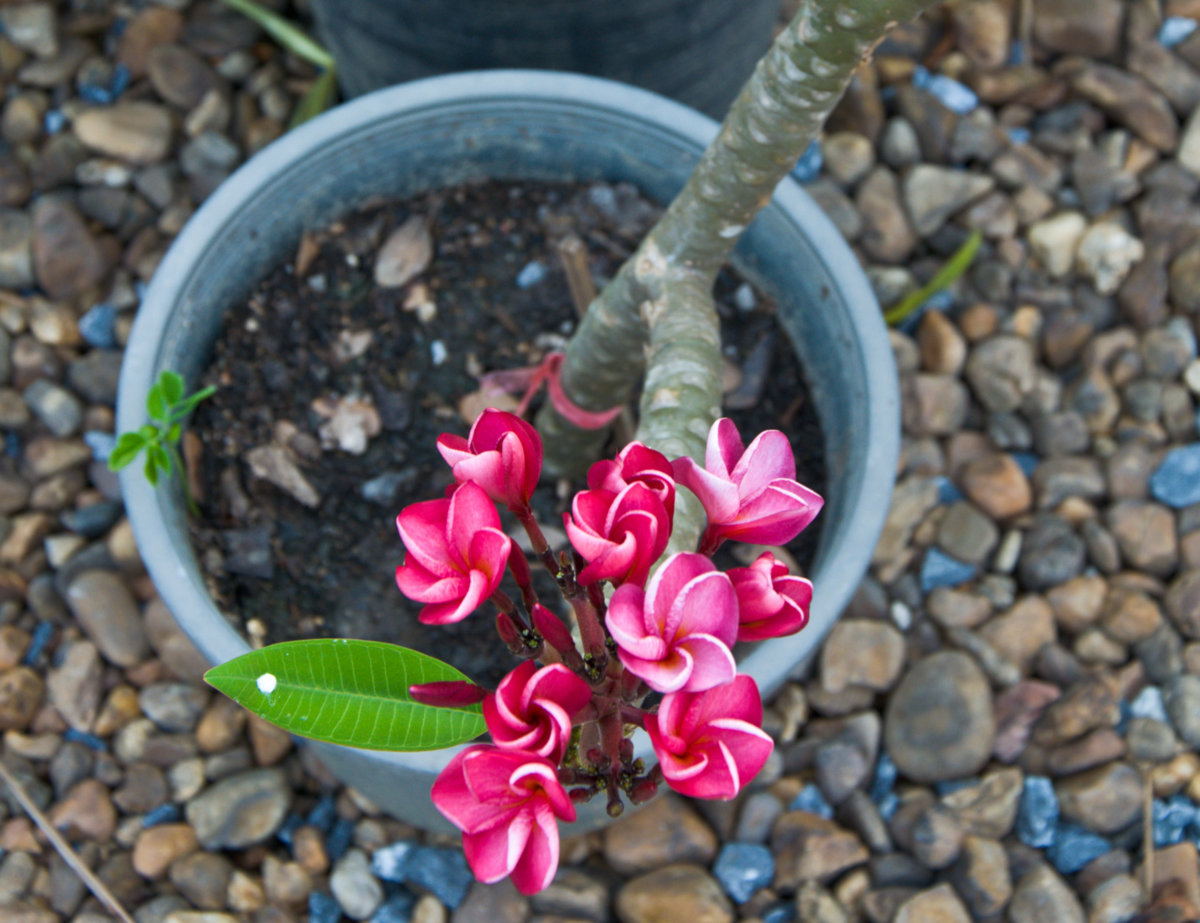 Muda de jasmim manga em vaso com uma flor e um cacho com várias flores rosa escuro abrindo do botão