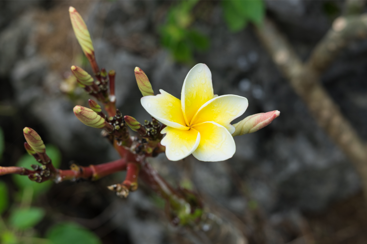 Flor de jasmim manga branco e amarelo em galho, próxima a botões