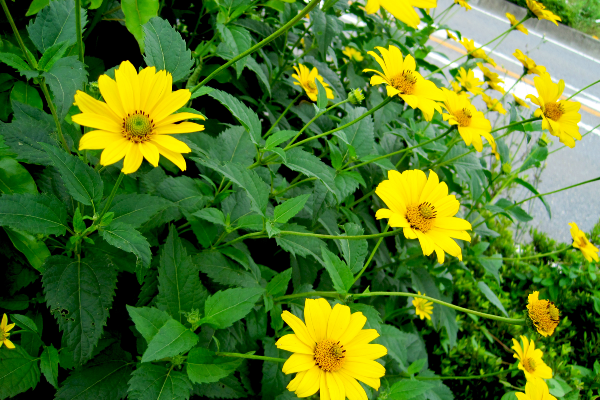 Jardim repleto de margaridas amarelas, vista durante o dia.