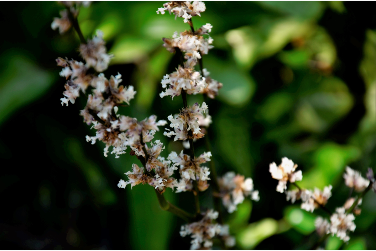 Flores brancas da dracena hookeriana