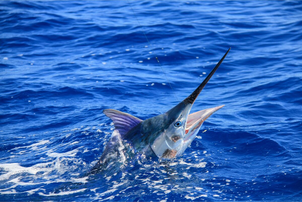 Marlin azul sendo pescado