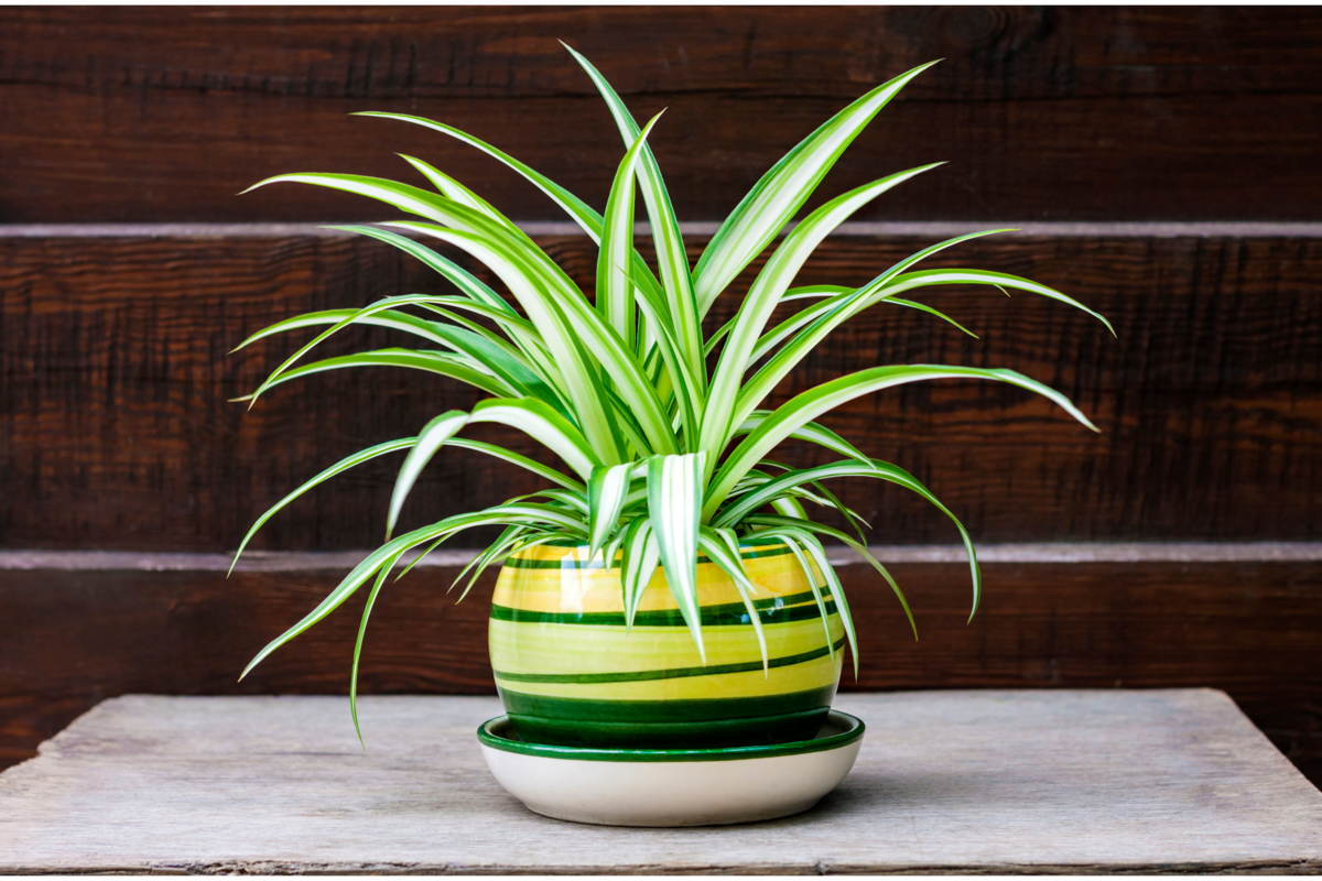Chlorophytum comosum em um belo vaso de cerâmica sobre a mesa.