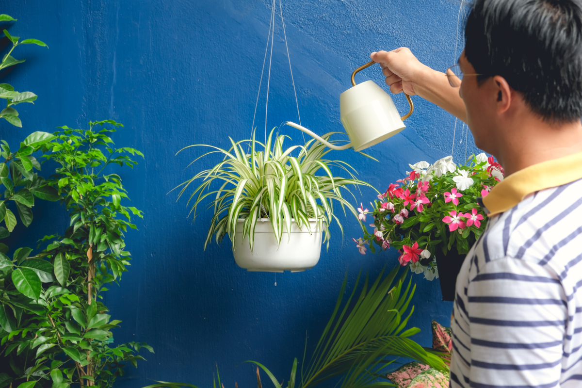 Homem regando a Chlorophytum comosum em um vaso suspenso no jardim.