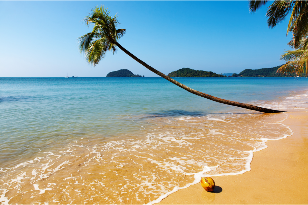 Vista da praia com um coqueiro e o mar cristalino