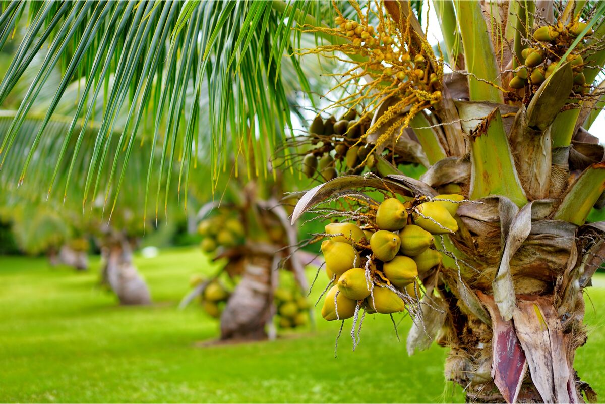 Cocos nucifera anão