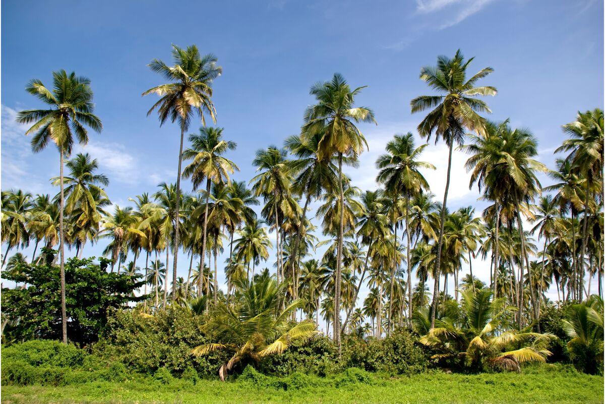 Cocos nucifera gigante