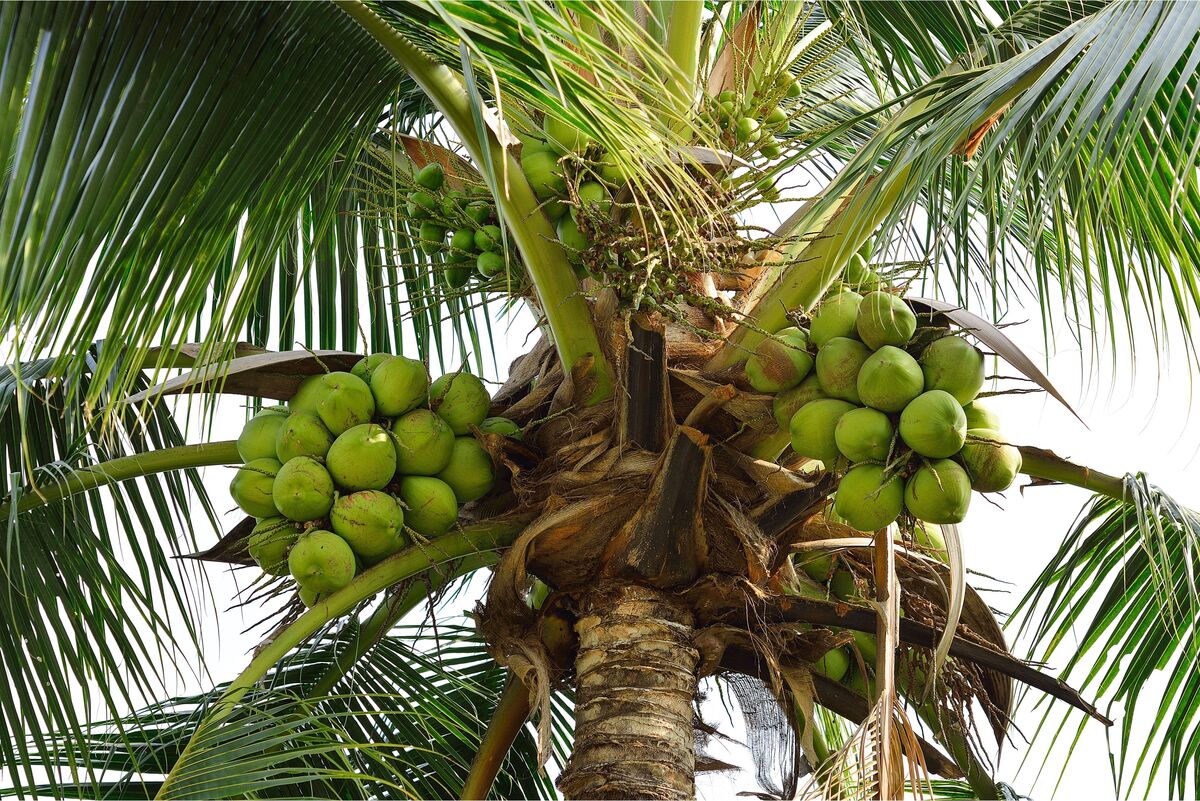 Cocos nucifera híbrido