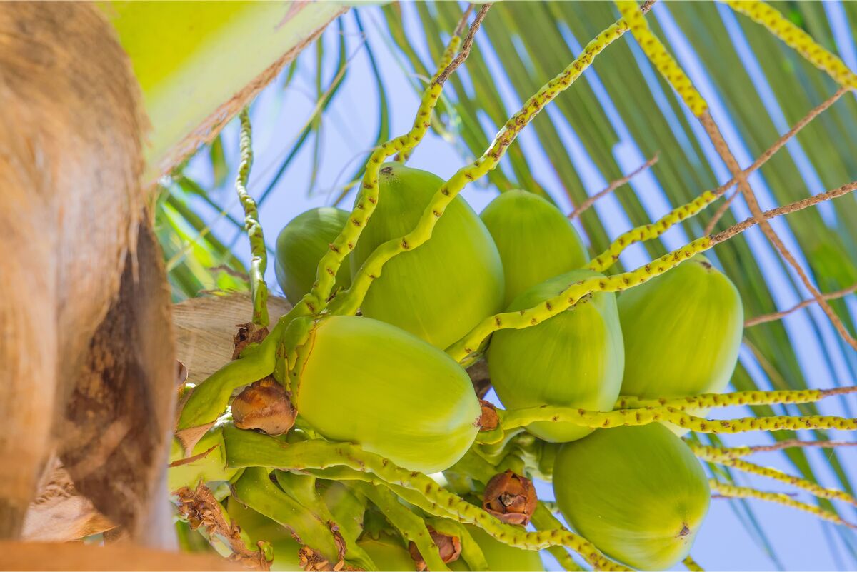 Cocos verdes em coqueiro 