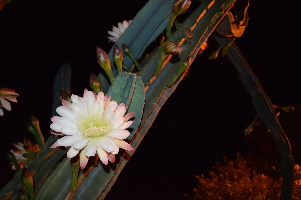 flor de cacto mandacaru
