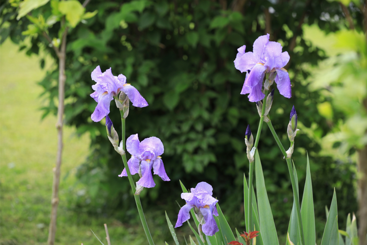 Planta de Iris lilás embelezando o jardim.
