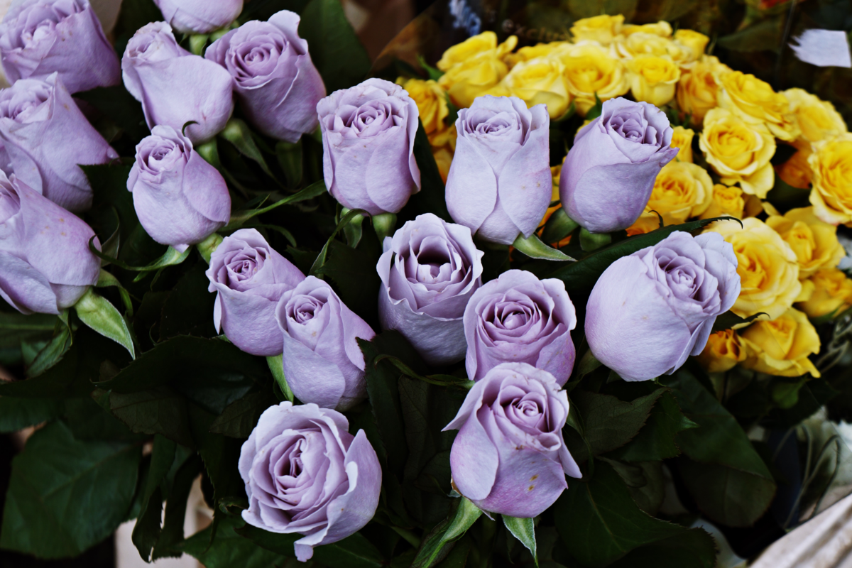 Rosas na cor lilás em uma floricultura.