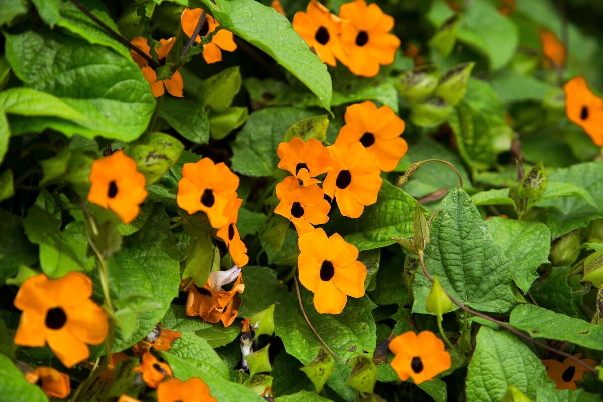 Flor amarela: de maio, nome, do mato, cultivo, significado e mais!