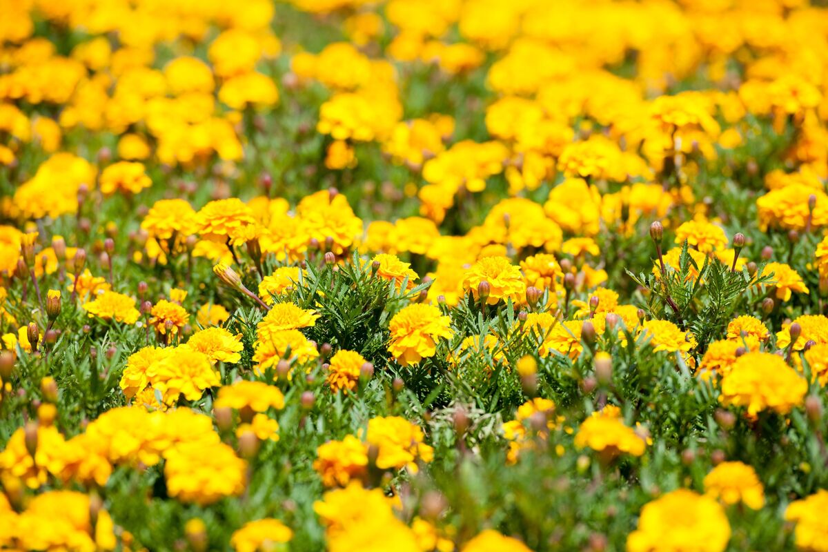 Flor amarela: de maio, nome, do mato, cultivo, significado e mais!