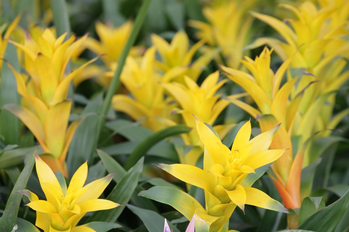 Flor amarela: de maio, nome, do mato, cultivo, significado e mais!