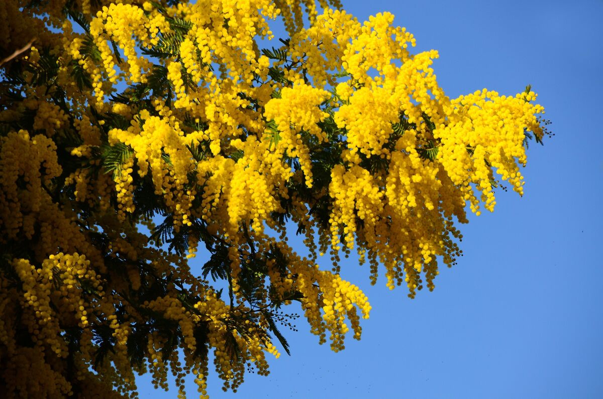 Mimosa amarela 