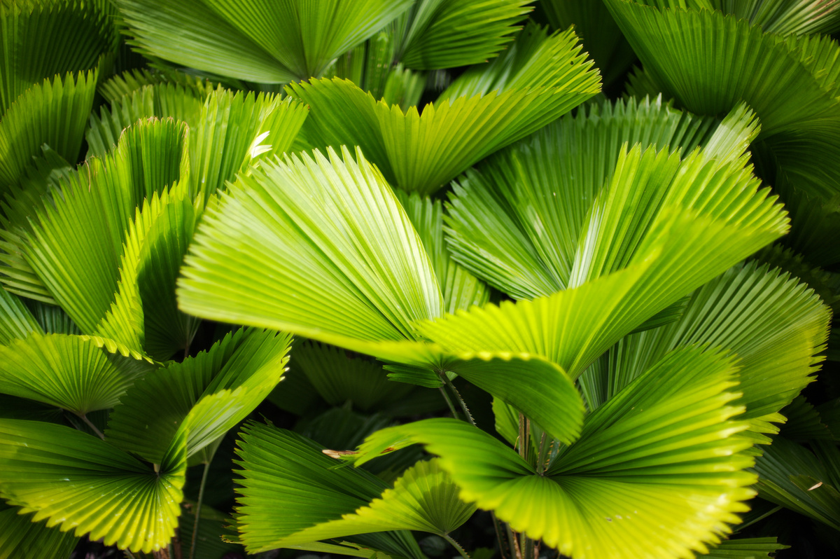 Palmeira licuala com grandes folhas verdes
