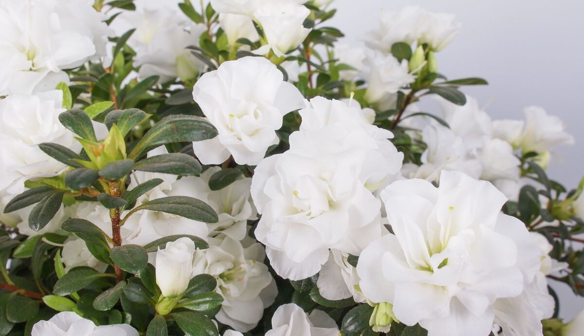 Flores brancas: descubra os principais tipos para seu jardim e mais!