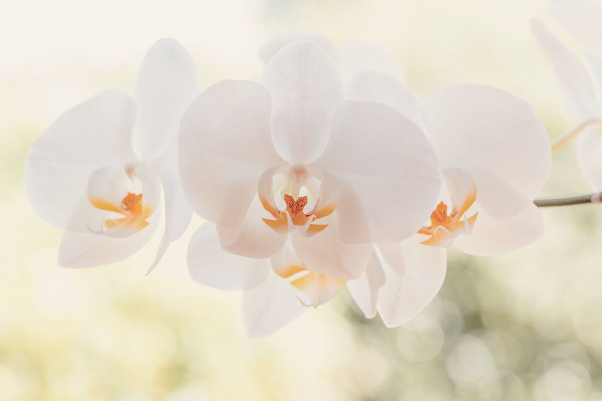 Orquídeas brancas