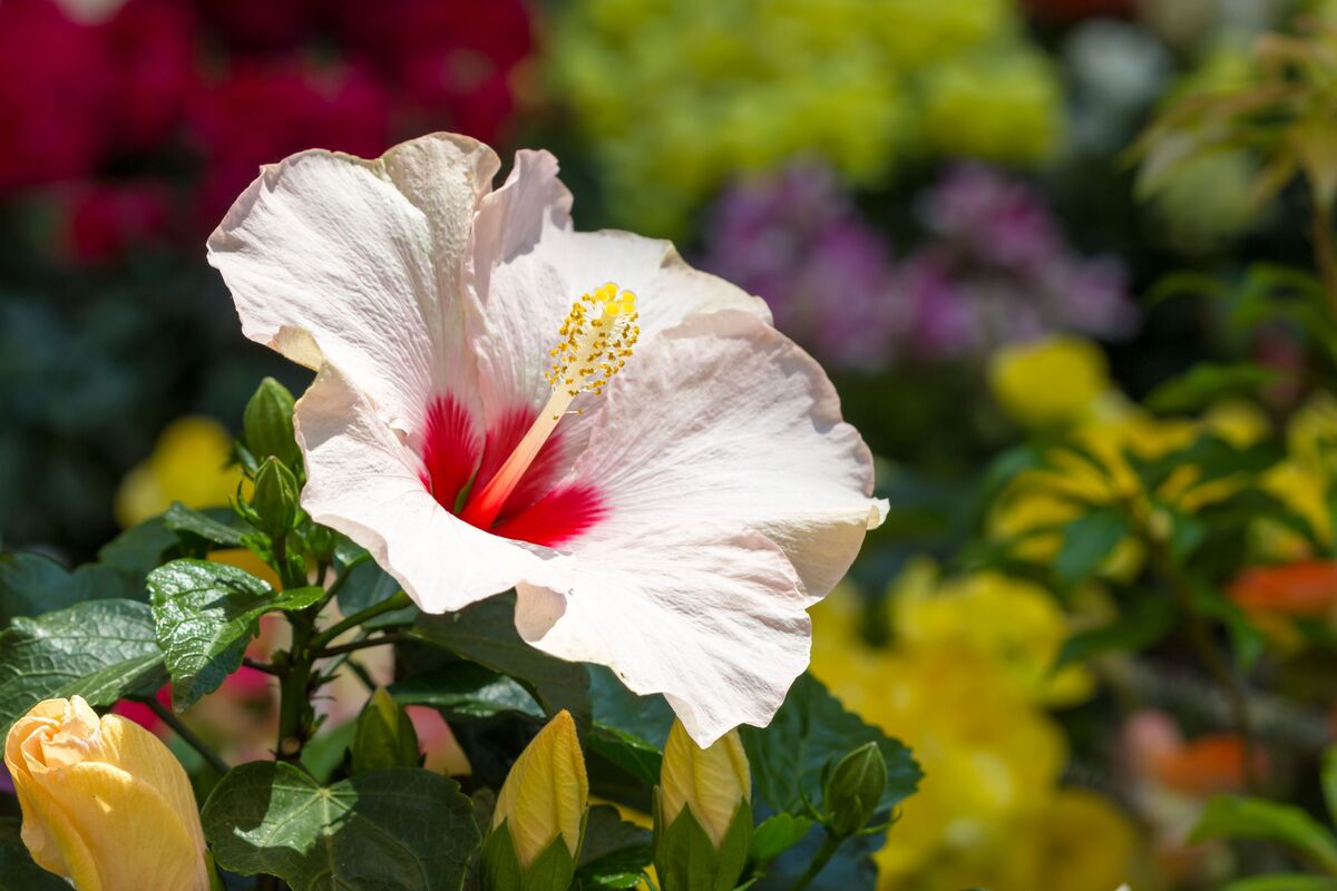 Flor de hibiscus branca