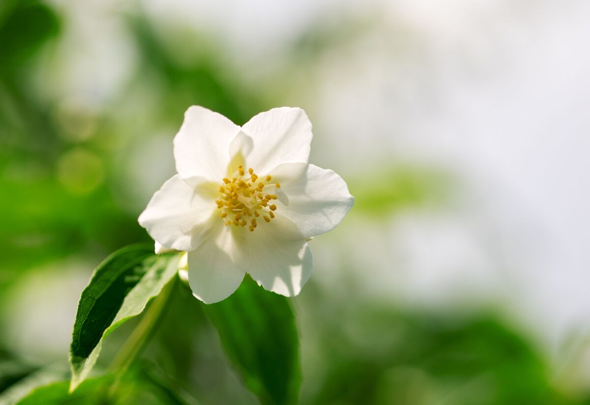 Flores brancas: descubra os principais tipos para seu jardim e mais!