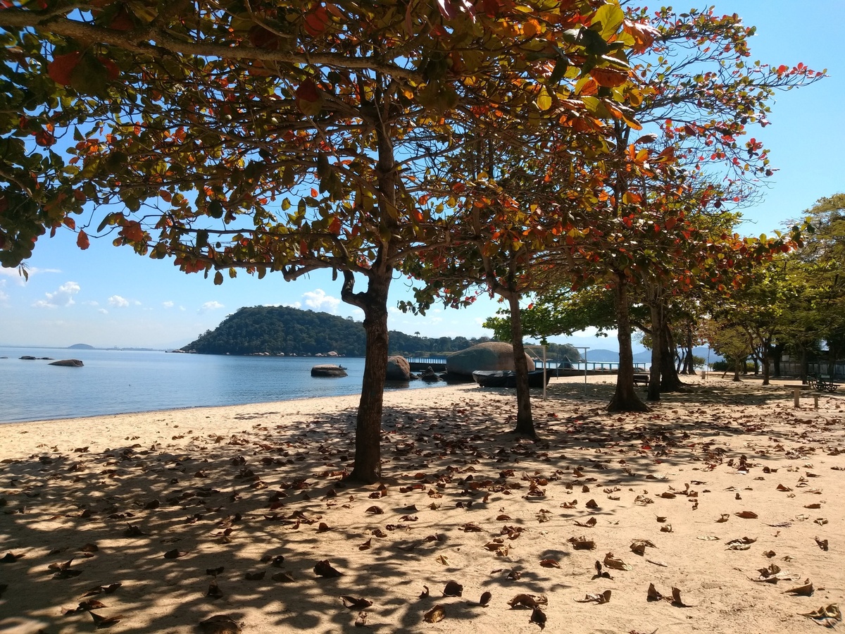 Árvores em praia de Paquetá 