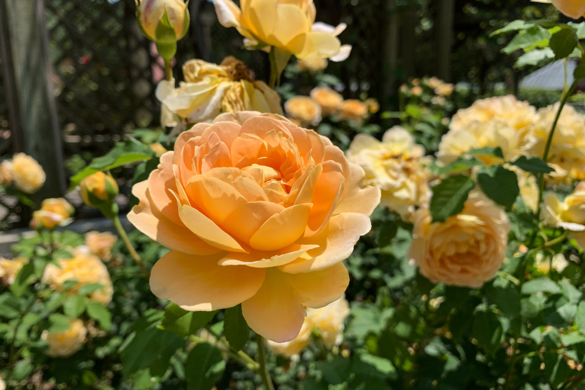 Rosas amarelas no Jardim.