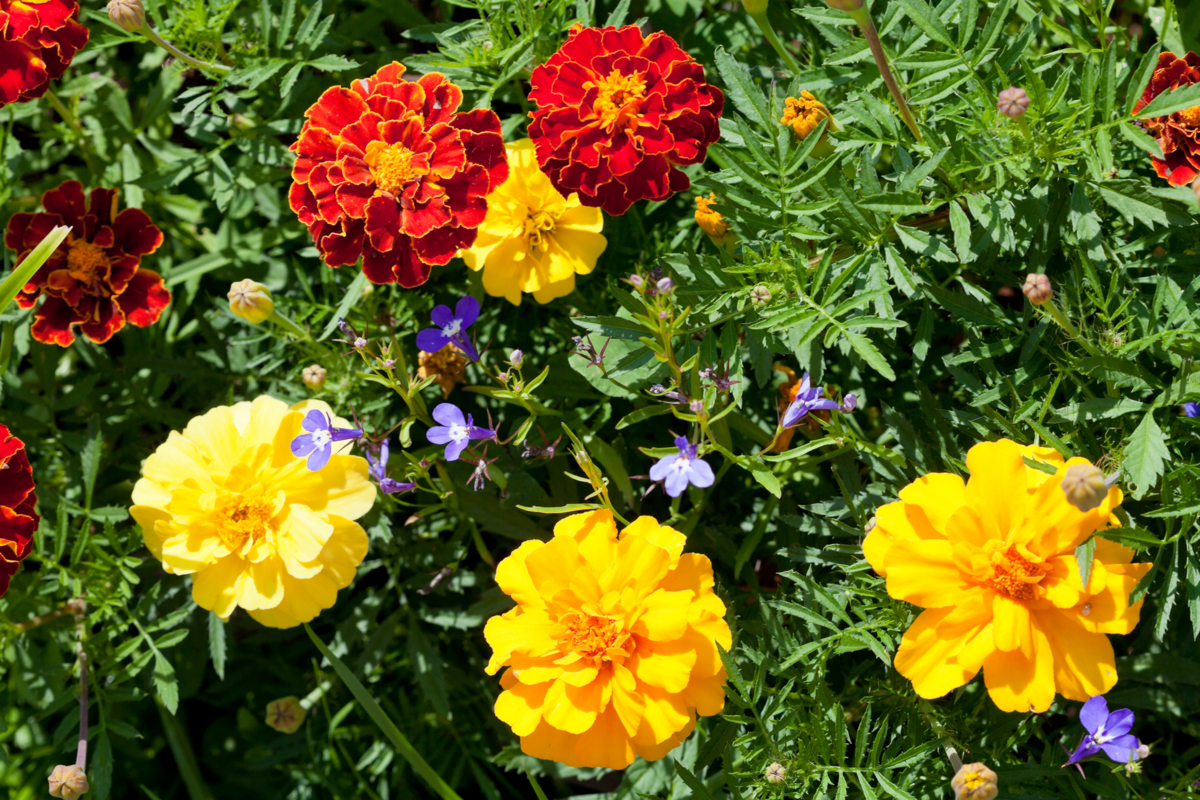 Jardim com flores da espécie Tagetes na cor amarela e laranja.