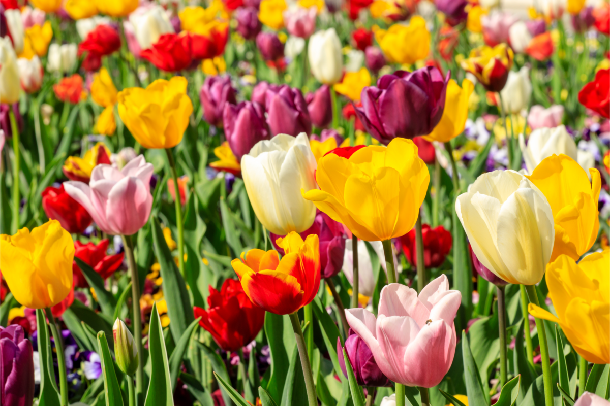 Campo de tulipas coloridas em um dia ensolarado.