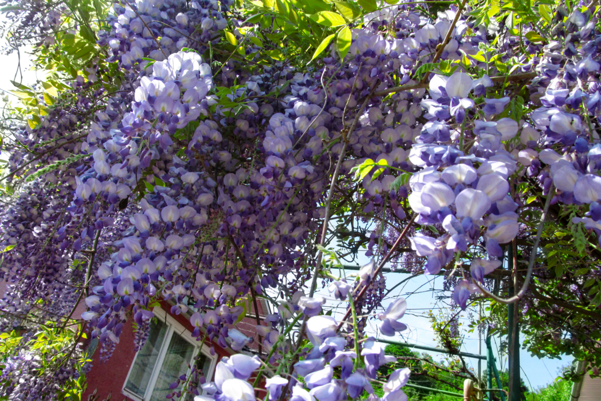 Fundo floral brilhante de grandes flores azul-roxas de Wistéria-americana.