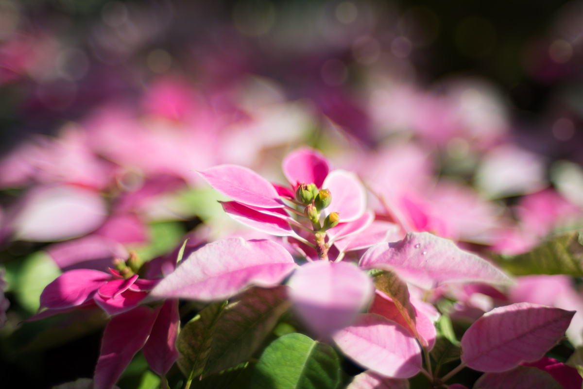 Folhas de Alternanthera ficoidea rosas e verdes