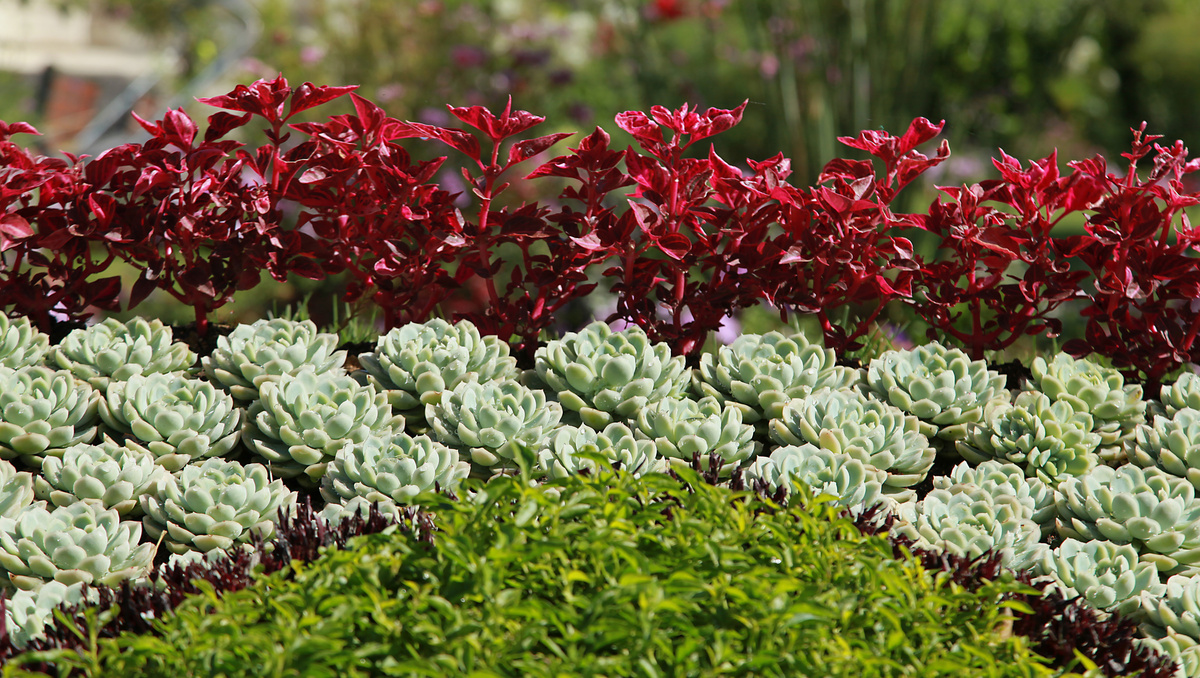 Planta Periquito: conheça as de cores roxa e vermelha e muito mais!