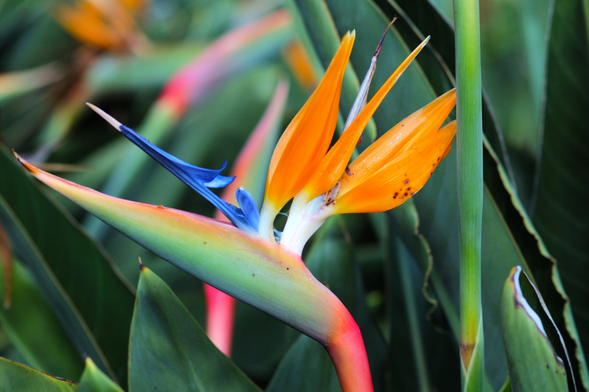 Close-up na flor da espécie Ave-do-paraíso em um jardim.