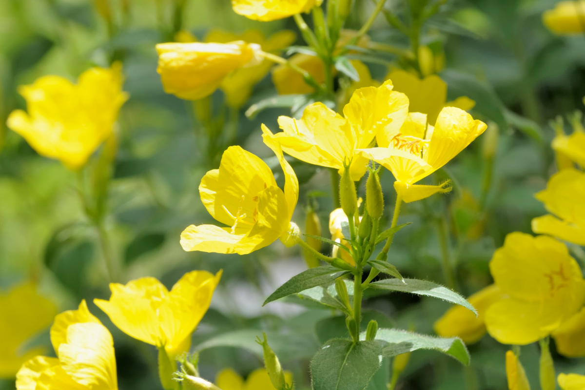 Jardim repleto de flores amarelas da espécie Ranúnculo.
