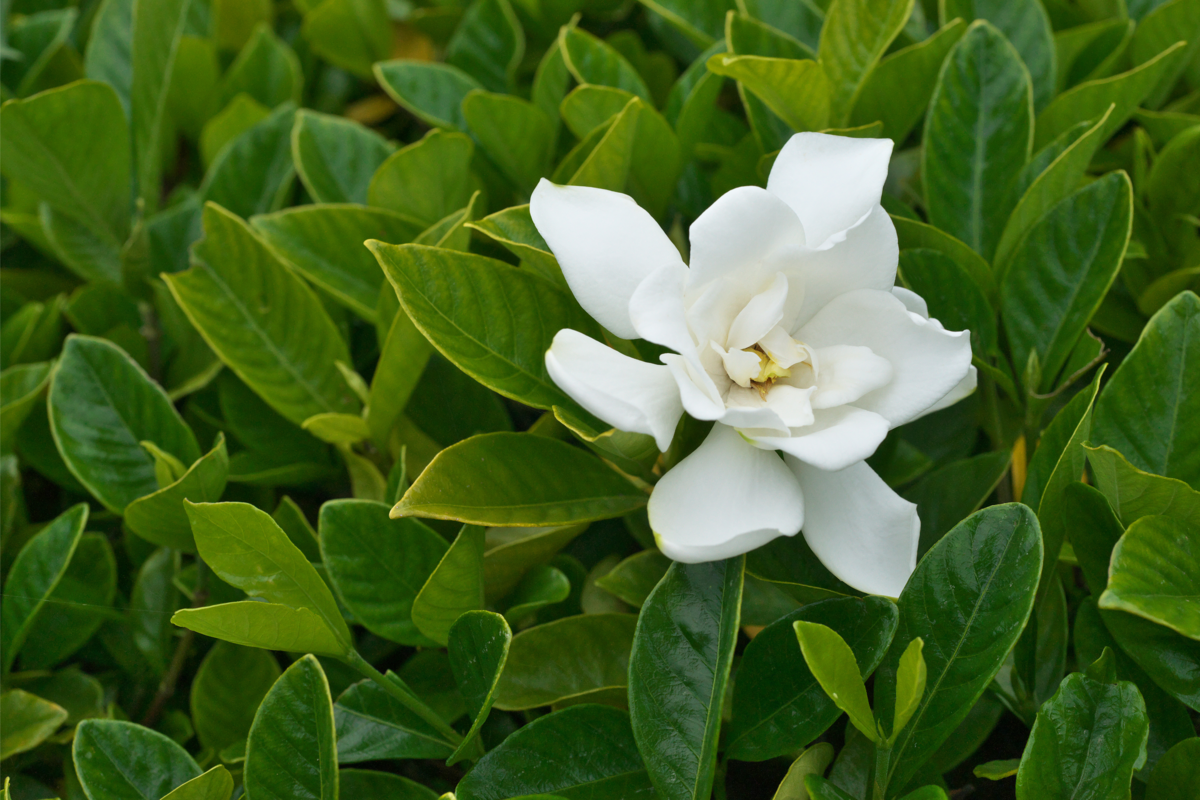 Flor branca da espécie Gardênia.