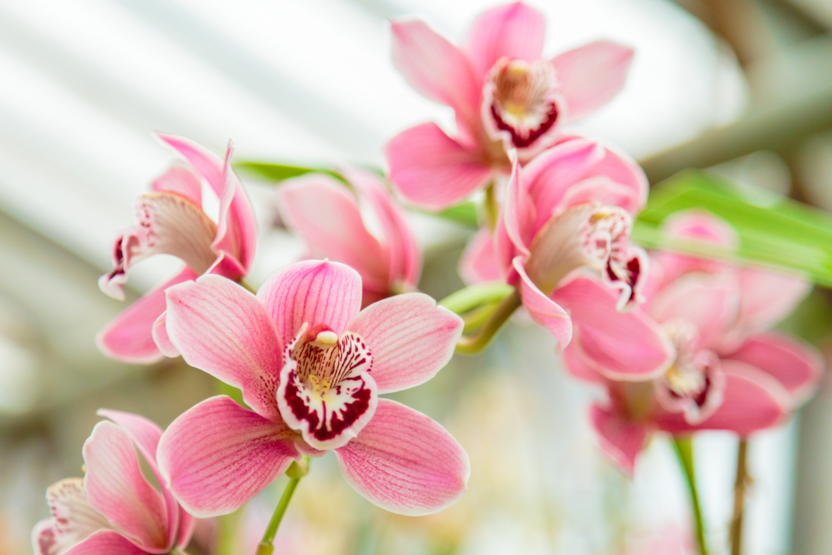 Flores de orquídea Cymbidium rosa.