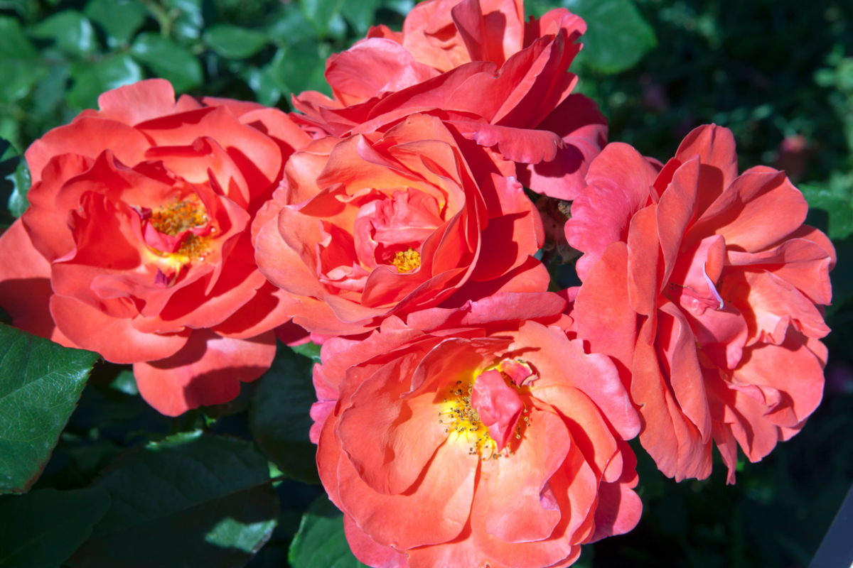 Cinco flores da espécie Rosa-rubra no jardim.
