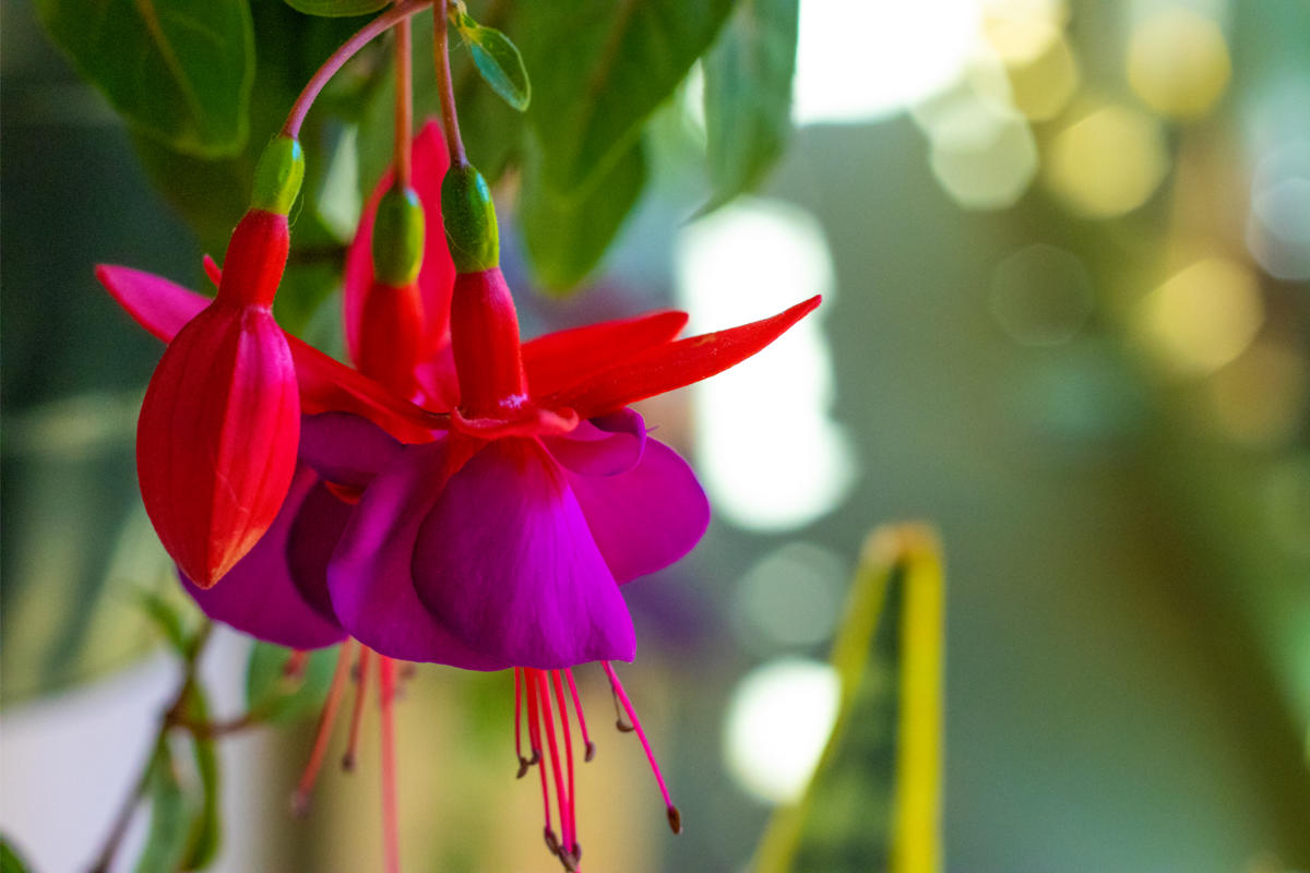 Flor da espécie Brinco-de-princesa nas cores vermelha e roxa.