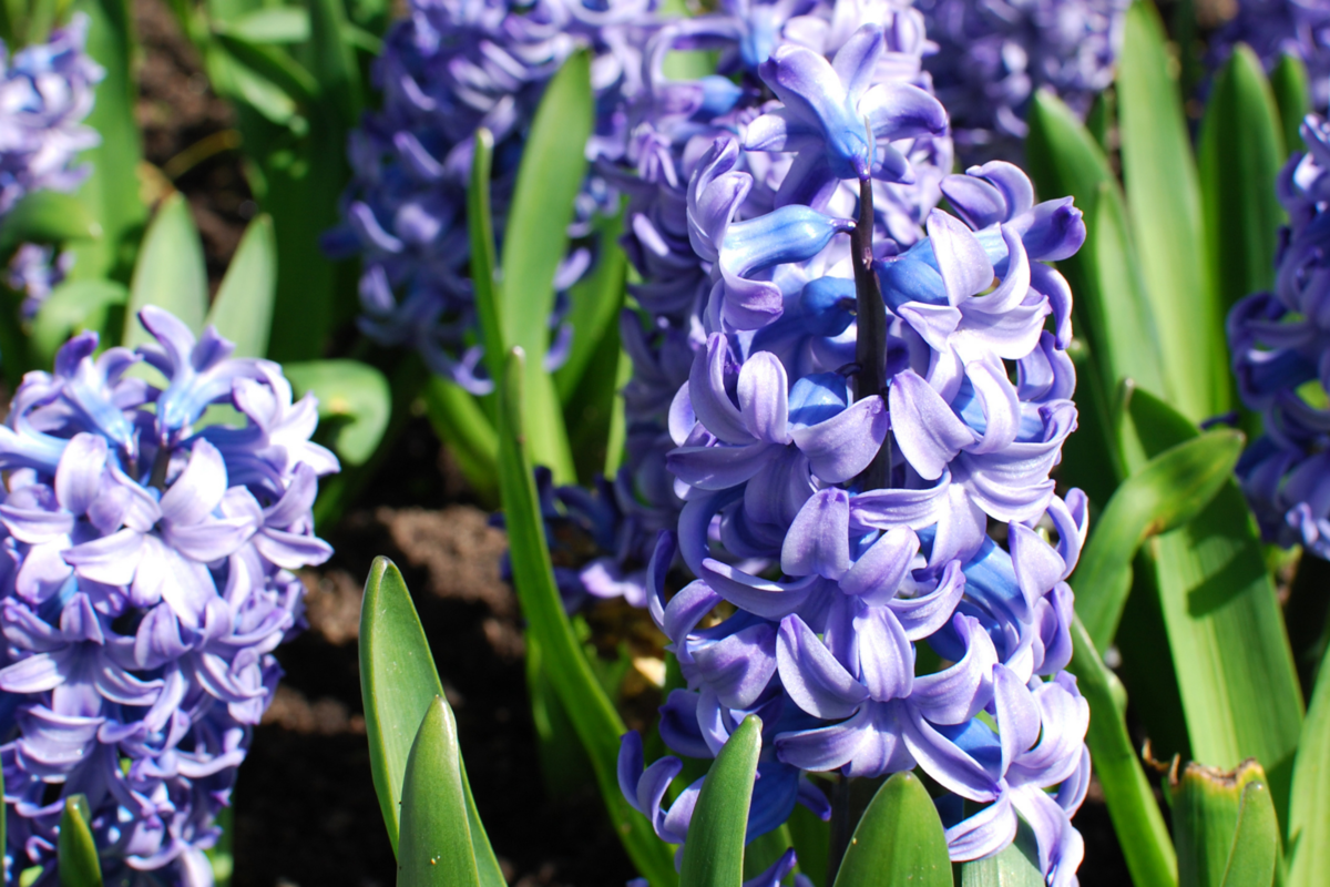Lidas flores Jacintos na cor azul claro.