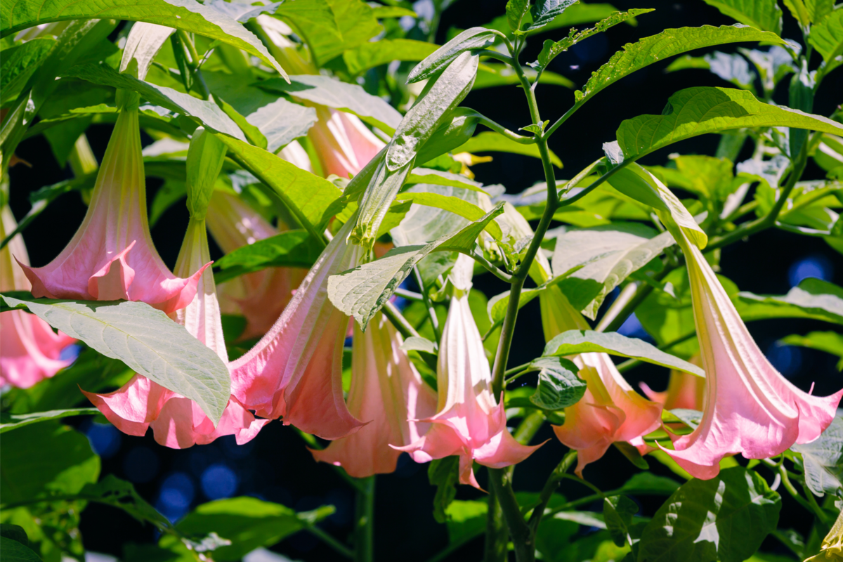 Flores da espécie Trombeta dos anjos no jardim, em um dia ensolarado.