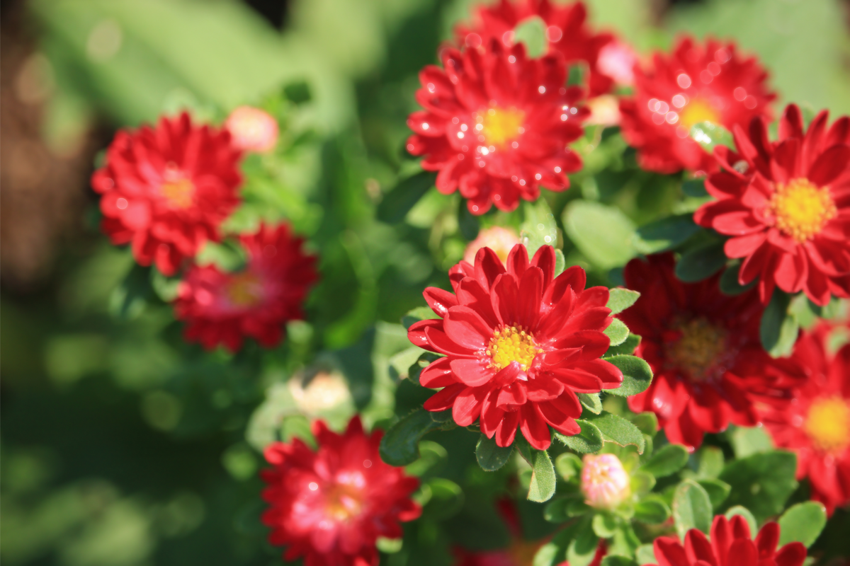 Flores da espécie Áster-da-china na cor vermelha em um jardim.
