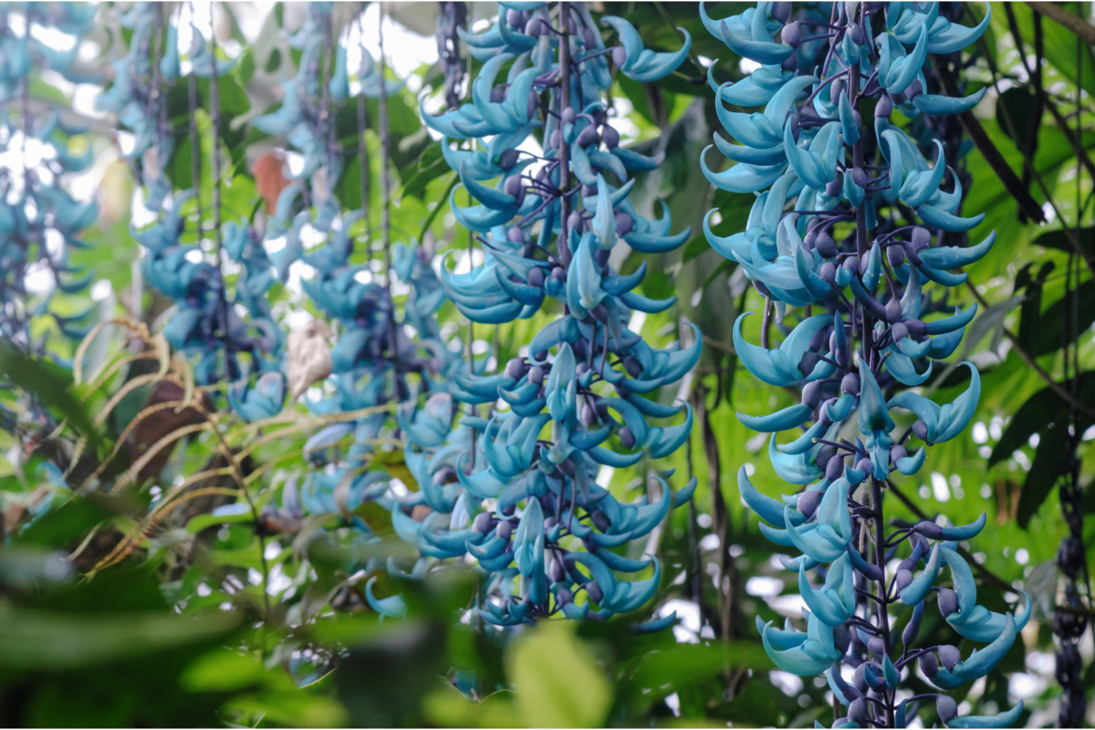 Flores de Jade azul no jardim.